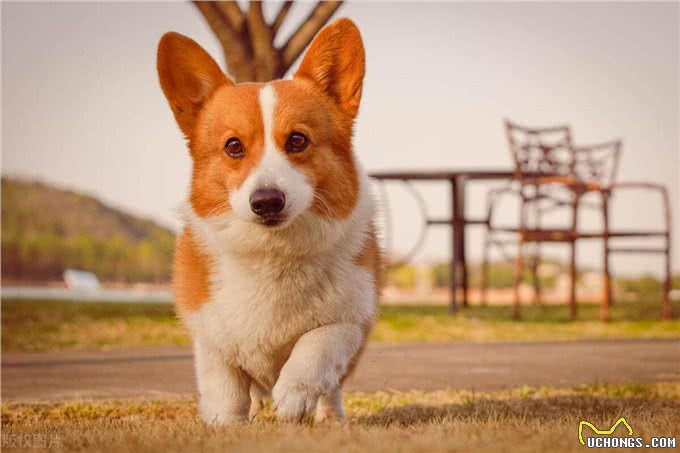 贵宾犬和柯基犬有你喜欢的吗?
