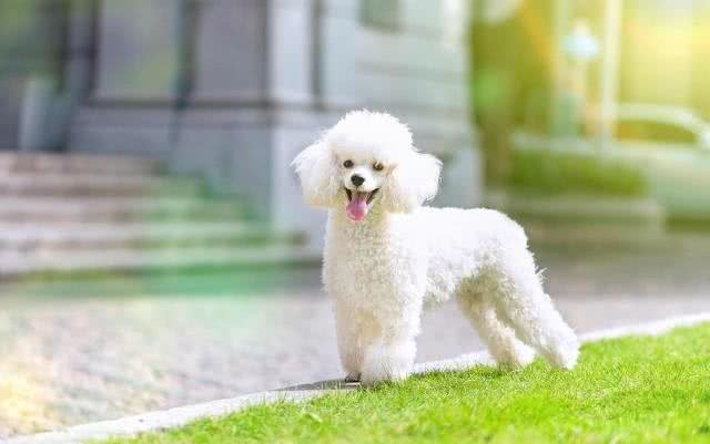 贵宾犬和柯基犬有你喜欢的吗?