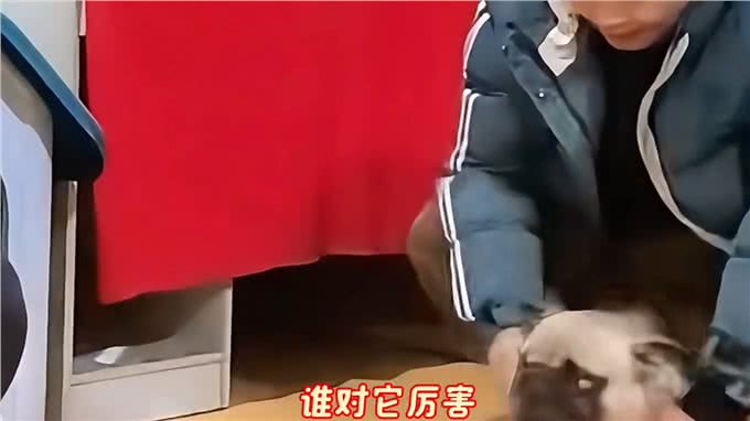 狗狗这几个臭毛病，说明它智商高!你家狗子心机多吗?