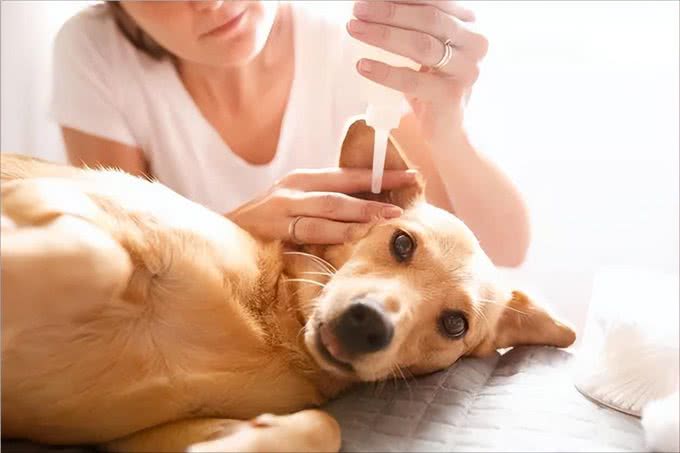 狗狗耳朵臭味难闻，到底是怎么回事?