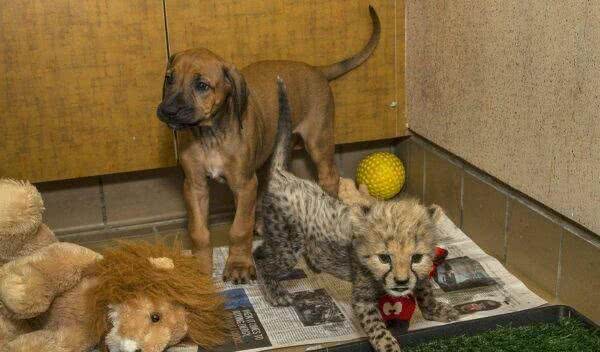猎犬拉伊纳去世：用一生时间陪伴一只猎豹成长，已找到接班人