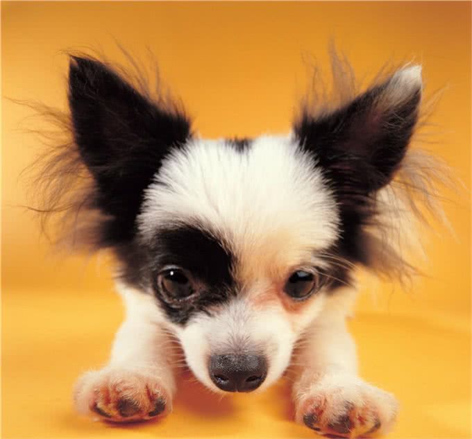 关于蝴蝶犬你了解多少?