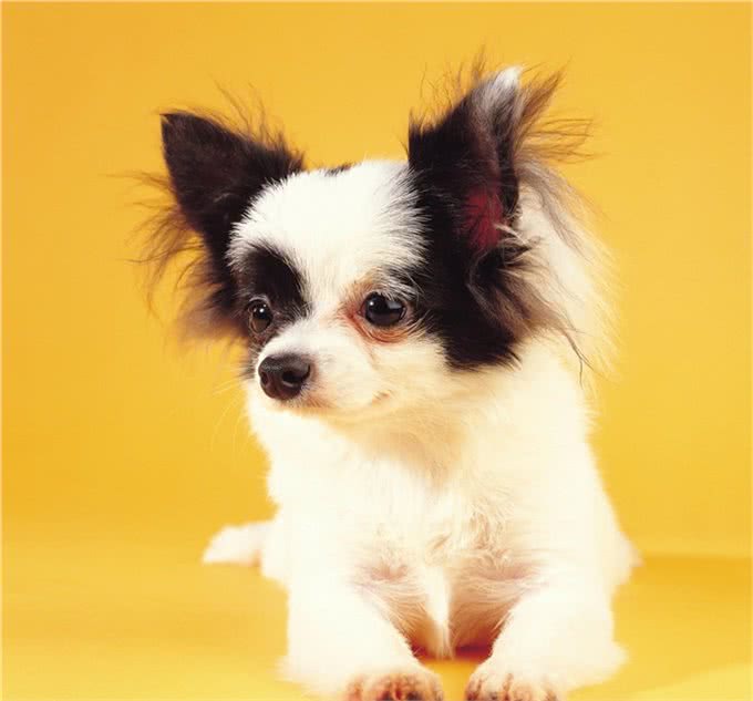 关于蝴蝶犬你了解多少?