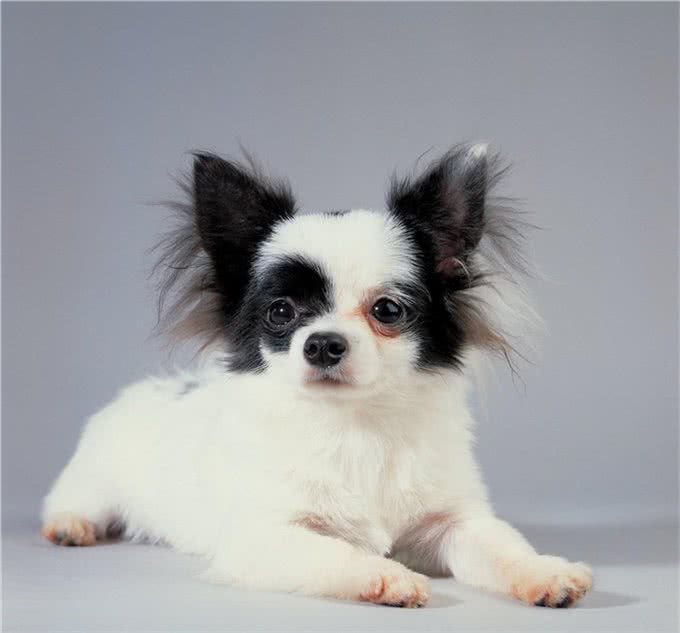 关于蝴蝶犬你了解多少?