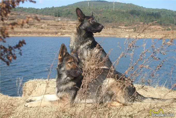 国产警犬—昆明犬