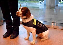 国产警犬—昆明犬