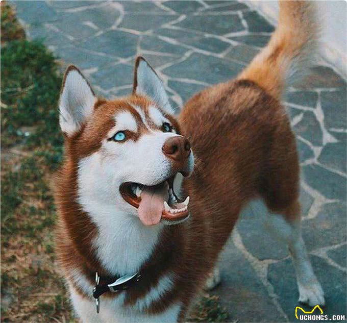 5种徒有其表的大型犬，看上去吓人，其实却很呆萌