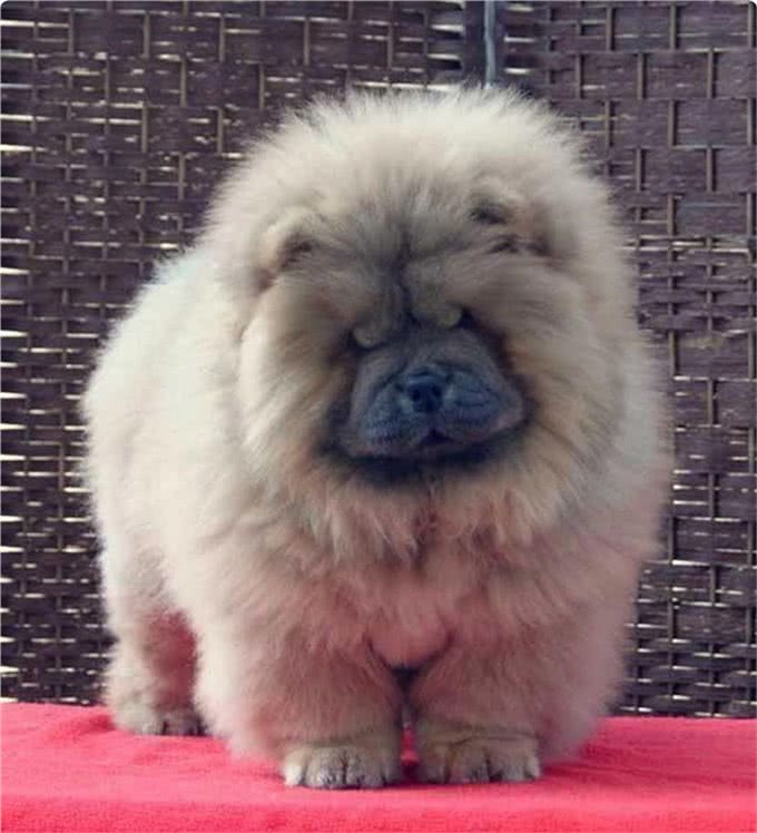 5种徒有其表的大型犬，看上去吓人，其实却很呆萌
