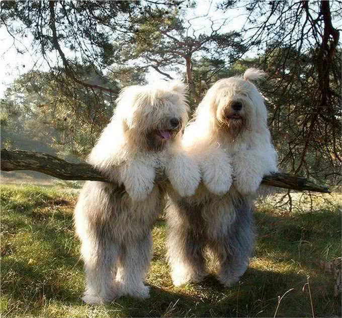 5种徒有其表的大型犬，看上去吓人，其实却很呆萌