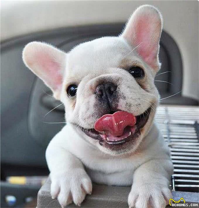 5种徒有其表的大型犬，看上去吓人，其实却很呆萌