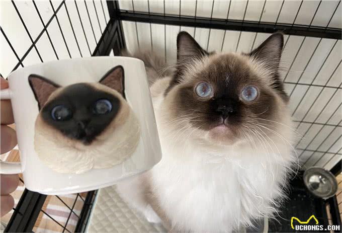 重点色长毛猫