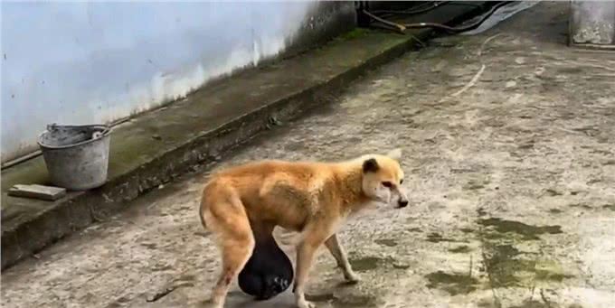 狗狗腹部长出7公斤肿瘤，每日连走路都困难，看着令人心疼不已