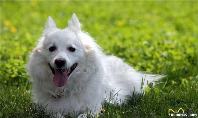 爱斯基摩犬的优点缺点及性格