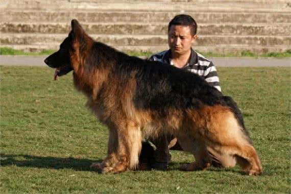 中国两大最强狼犬:长毛狼犬和中国马犬，超霸气