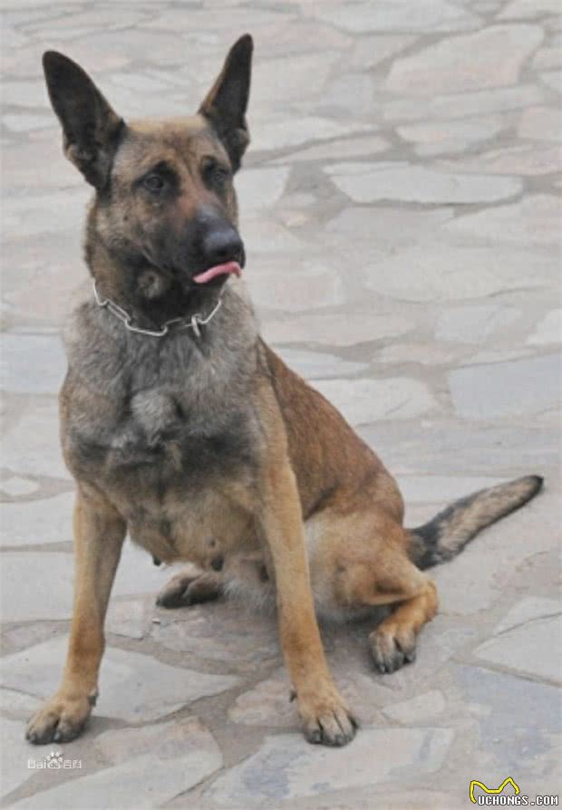 中国两大最强狼犬:长毛狼犬和中国马犬，超霸气
