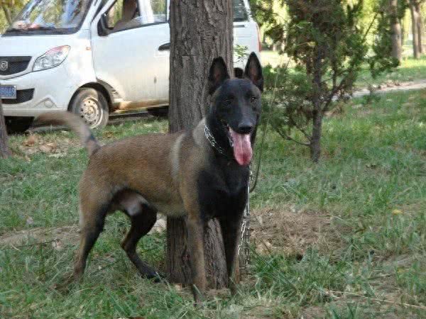 中国两大最强狼犬:长毛狼犬和中国马犬，超霸气