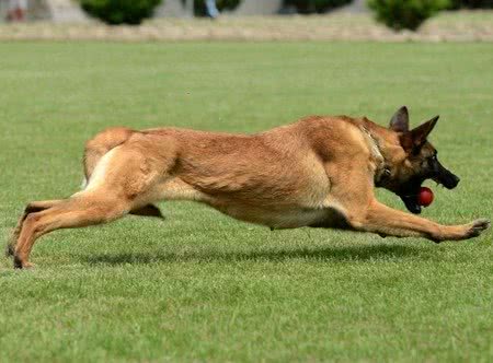 中国两大最强狼犬:长毛狼犬和中国马犬，超霸气