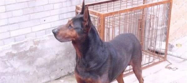国产精品犬种之莱州红犬