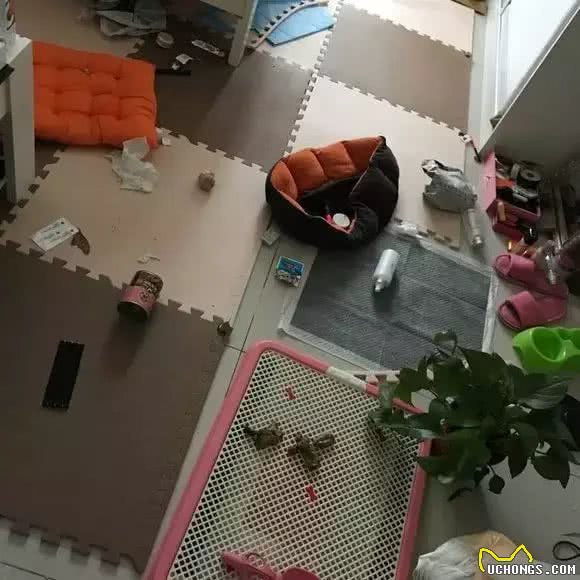 自从养了两只阿拉斯加，女孩子终于知道它们名字的由来，阿拉撕家