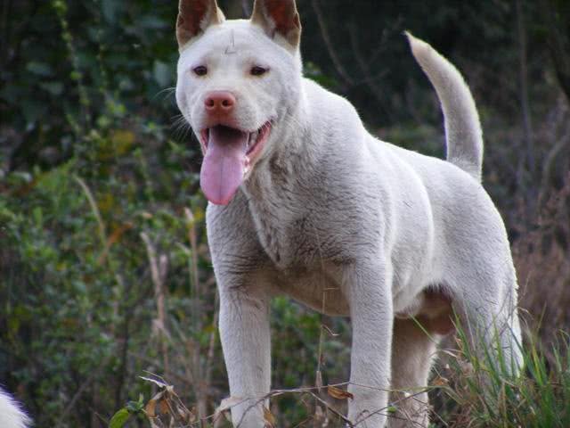 这三种农村土狗打猎超级强悍，最后一种世界排名第三!