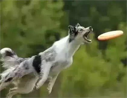 了解狗狗的秘密，请进!
