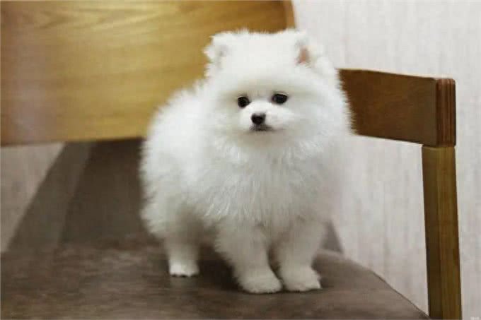 博美初入家门：从新手到专家的喂养历程