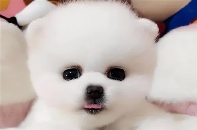 博美初入家门：从新手到专家的喂养历程