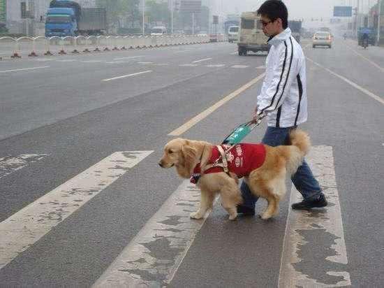 全球最多工作型犬种，中国共有2万多条，数量全球排名第三
