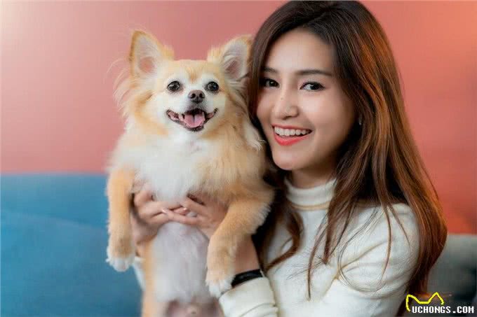 博美犬的优缺点有哪些