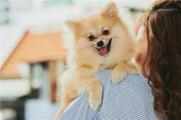 博美犬的优缺点有哪些
