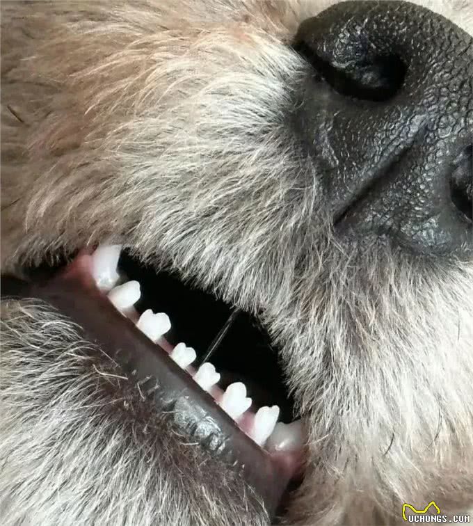 小狗牙齿揭秘:竟藏有小手套形状的奥秘