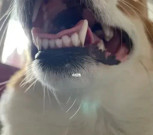 小狗牙齿揭秘:竟藏有小手套形状的奥秘