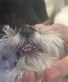 小狗牙齿揭秘:竟藏有小手套形状的奥秘