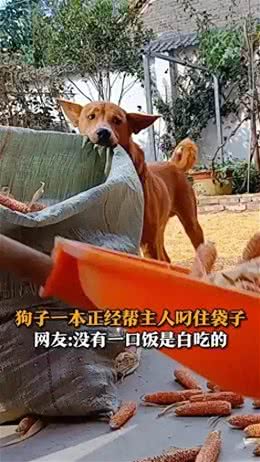 狗子一本正经帮主人叼住袋子网友:没有一口饭是白吃的