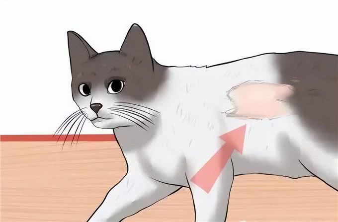 铲屎官注意了，猫咪常见寄生虫汇总，要牢记