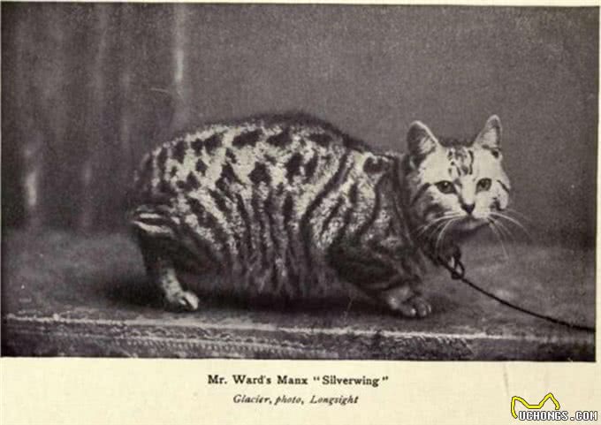 钱币上的猫科动物