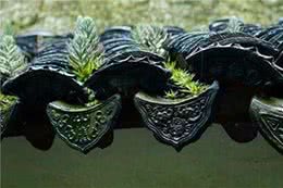 30年前农村屋顶上的杂草狗指甲，常能致漏雨，还有人记得吗