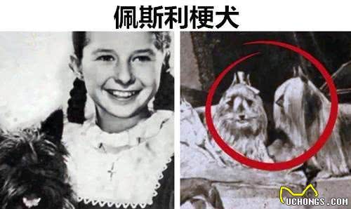曾经在历史上真实存在过，但如今已经完全灭绝的11种罕见狗狗