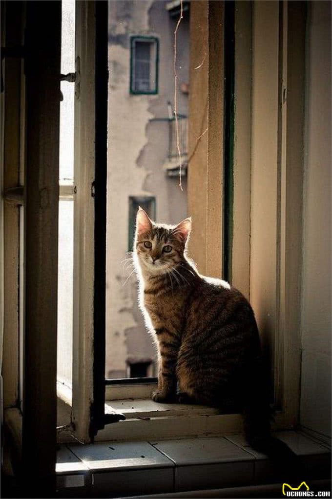 猫咪没有9条命，主人要避免生活中意外的发生