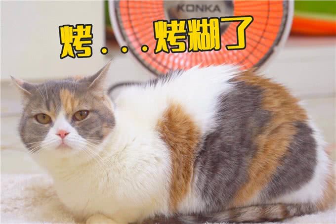 猫咪没有9条命，主人要避免生活中意外的发生