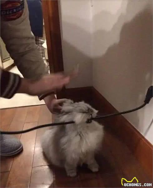 猫咪没有9条命，主人要避免生活中意外的发生