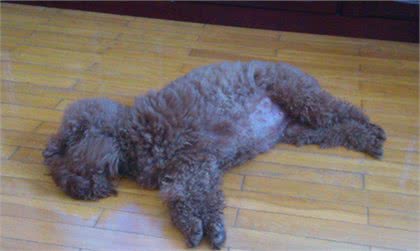 狗狗怀孕之后会有很多行为表现，不同时间段会有不同的具体表现