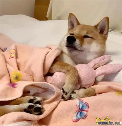 狗狗上床睡，居然还有这么多好处，可惜没有早知道!