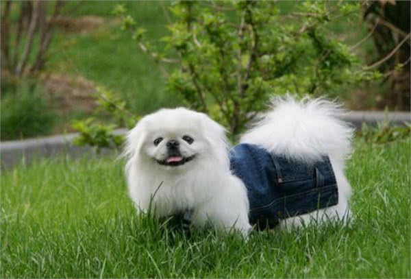 中国古老的犬种—宫廷狮子狗!