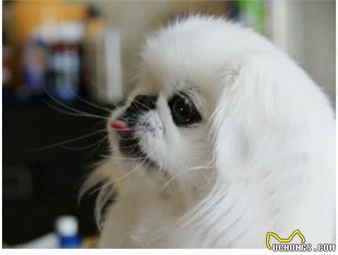 中国古老的犬种—宫廷狮子狗!