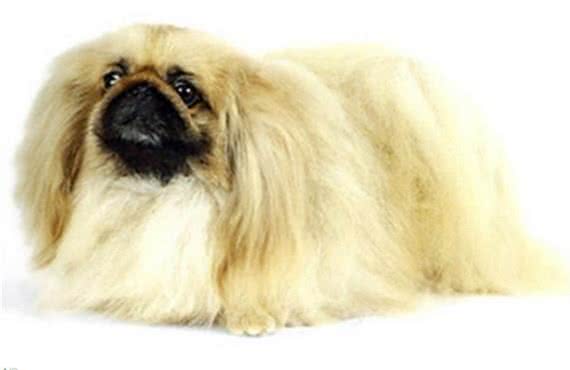 中国古老的犬种—宫廷狮子狗!