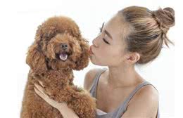 老祖宗:有这5个特征的泰迪犬，说明它是来报恩的