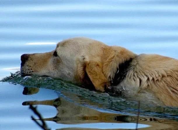狗狗喝水要适量：过少易脱水，过多或水中毒!治疗不及时都可致命