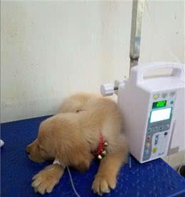 辟谣:狗狗输液使用输液泵没有任何意义，让我们看看它的这些好处