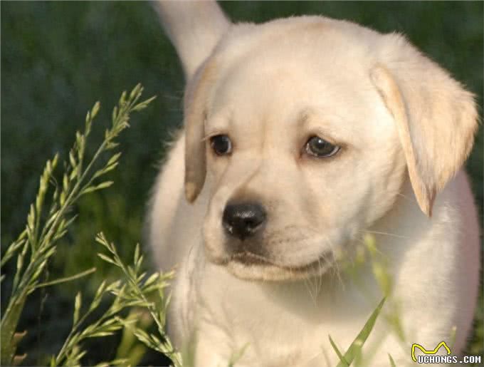 十种世界上最聪明的狗—NO.7拉布拉多猎犬